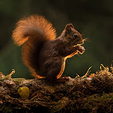 Red squirrels